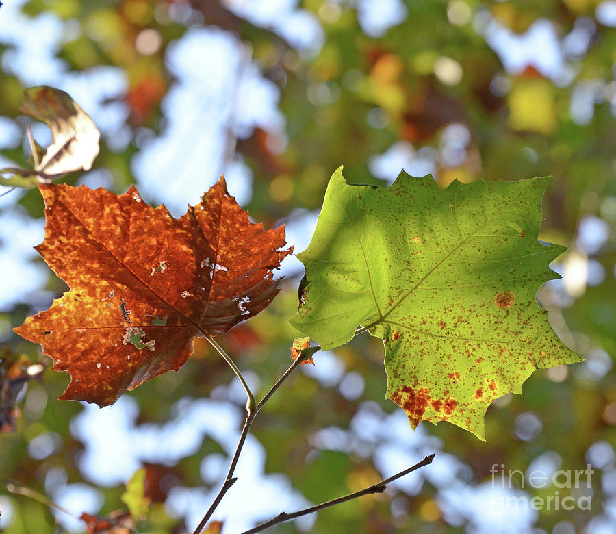 Autumn Leaf Duo Photograph by Kerri Farley
