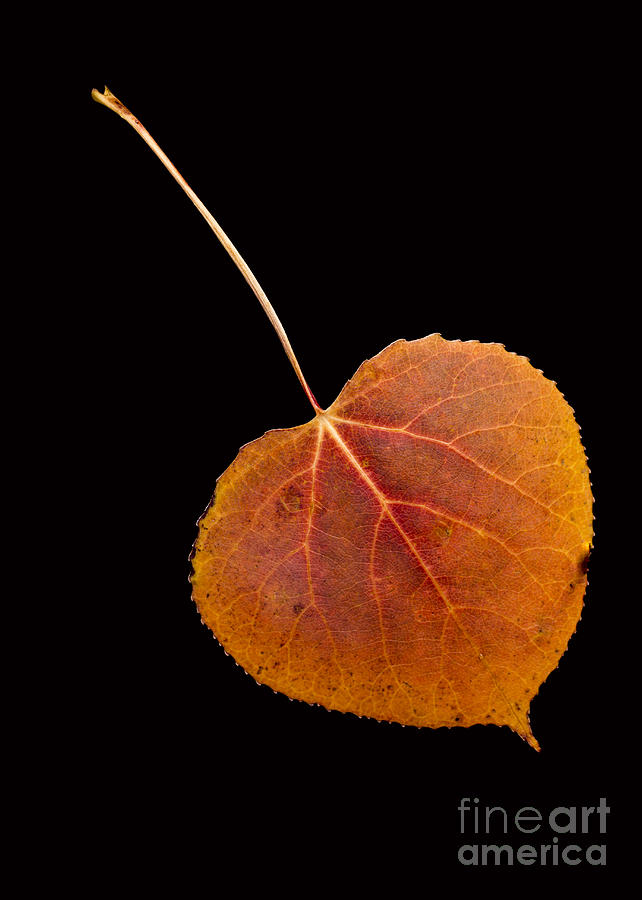 Autumn Leaf  Photograph by Edward Fielding