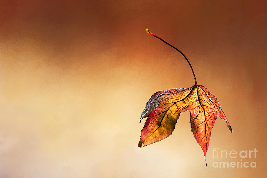 Fall Photograph - Autumn Leaf Fallen by Kaye Menner