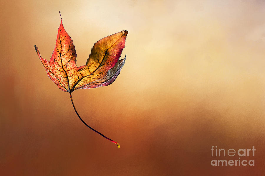 Autumn Leaf Falling by Kaye Menner Photograph by Kaye Menner