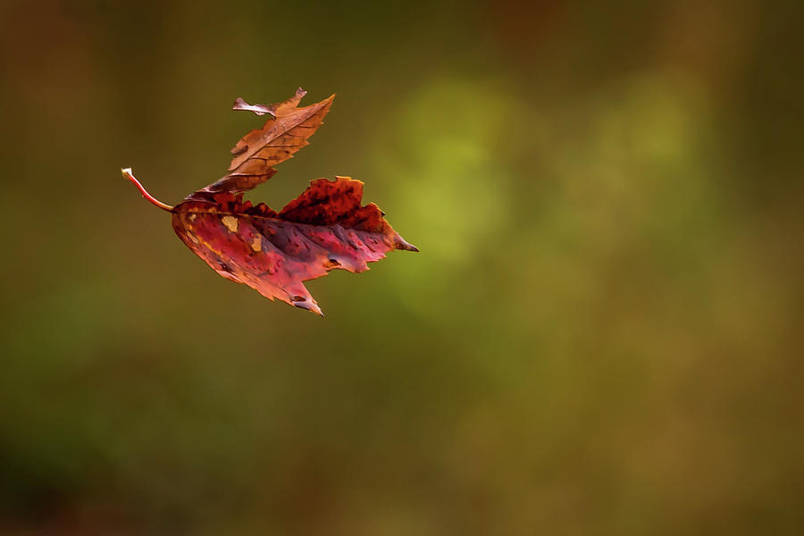 Autumn Leaf Falling  Photograph by Terry DeLuco