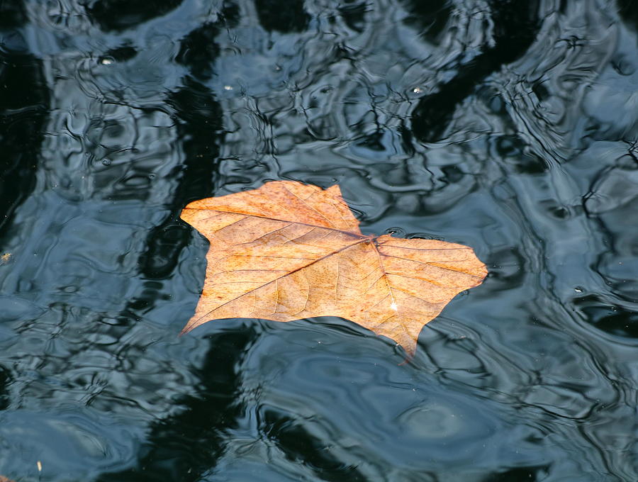 Autumn Leaf Floating on Water Photograph by Sheila Brown