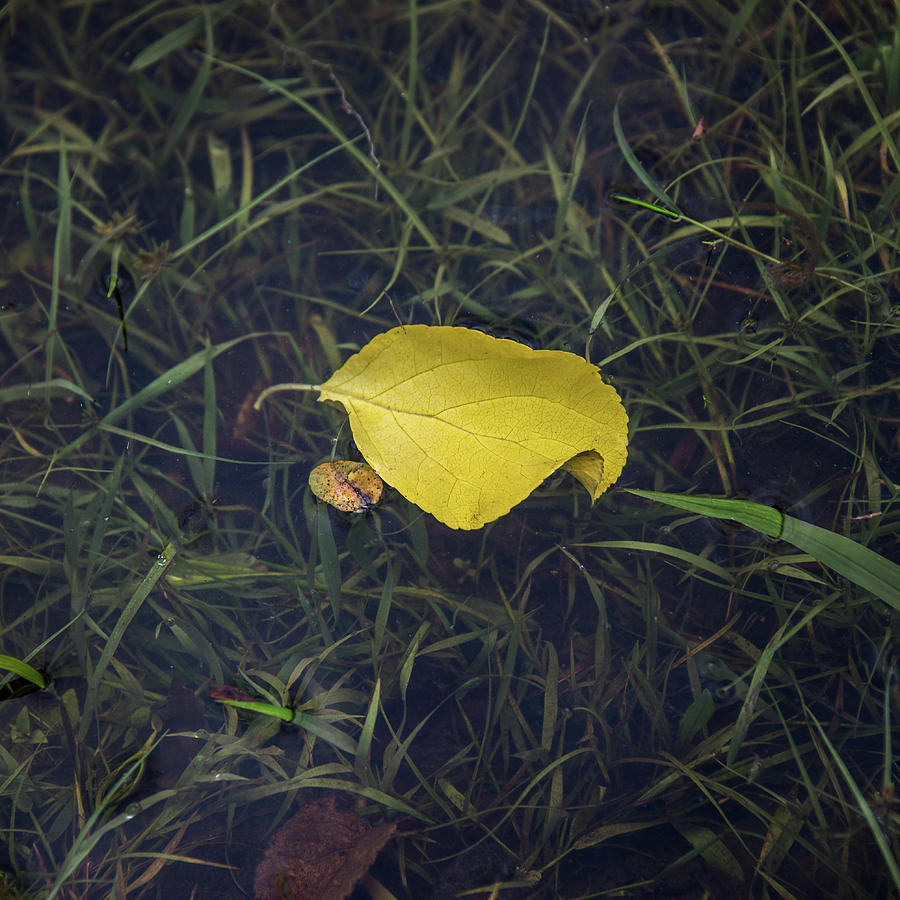 Autumn Leaf Floats Above The Crowd Photograph by Gary Slawsky