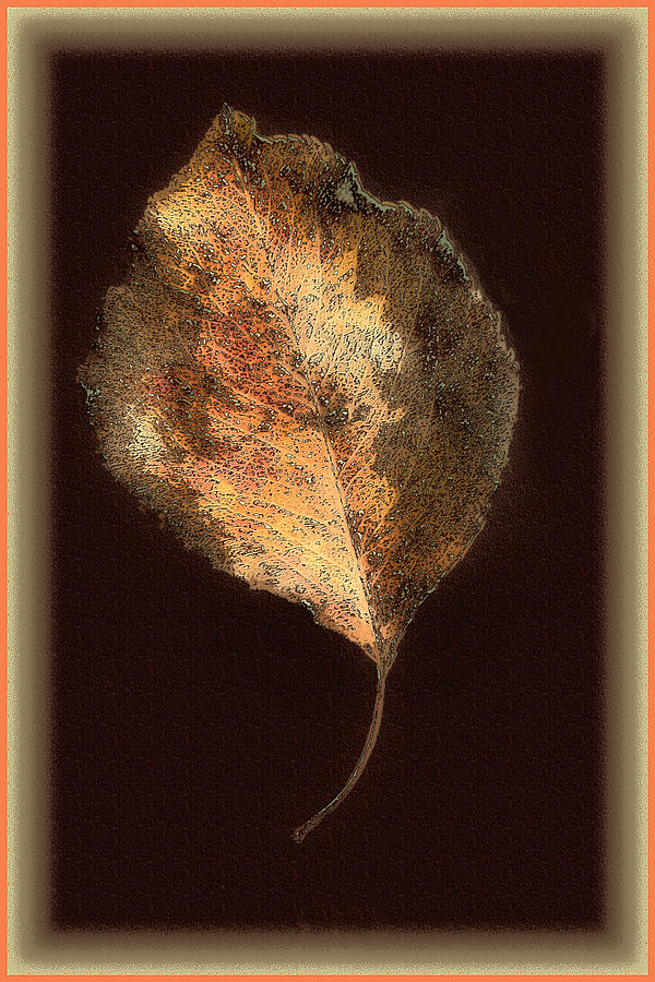 Autumn Leaf Photograph by Floyd Hopper