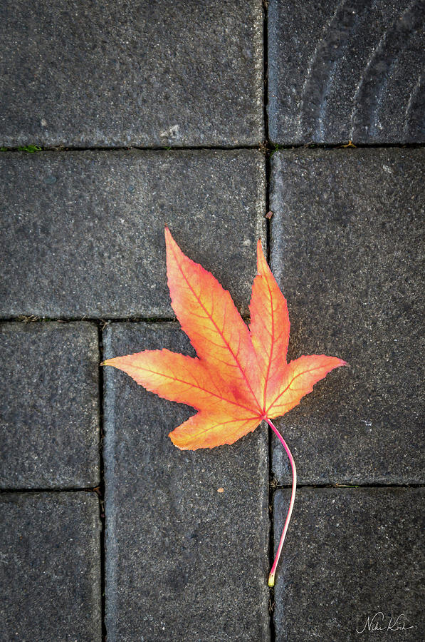 Autumn leaf Photograph by Framing Places