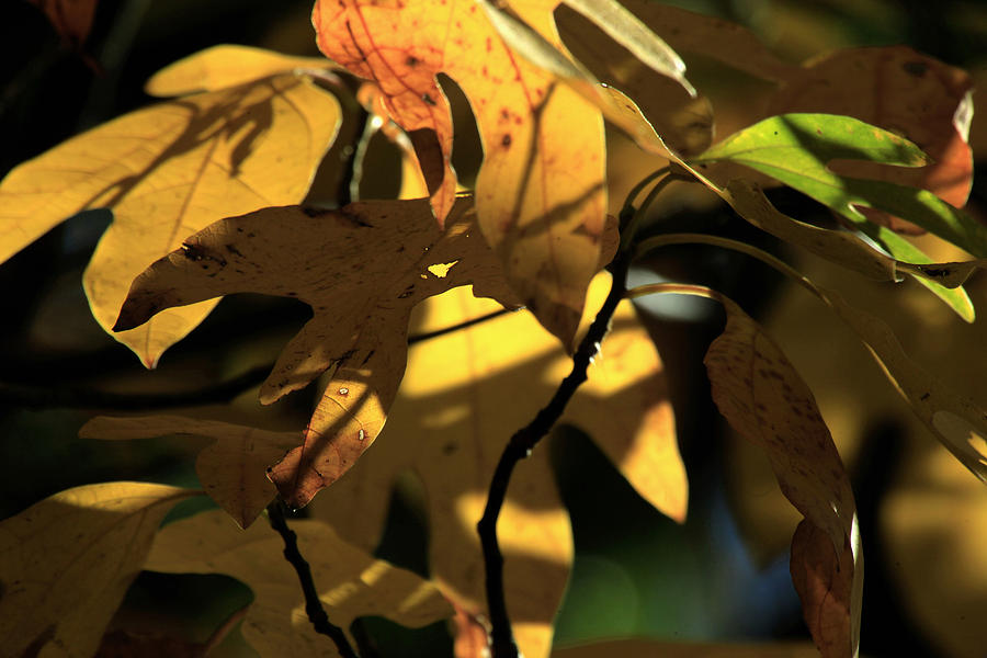 Autumn Leaf Geometry Photograph