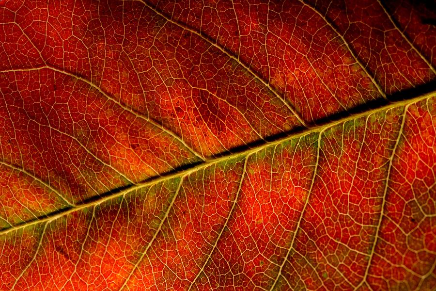 Autumn Leaf Photograph by Ian Sanders