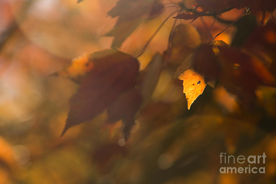 Autumn Leaf In Sunshine Photograph