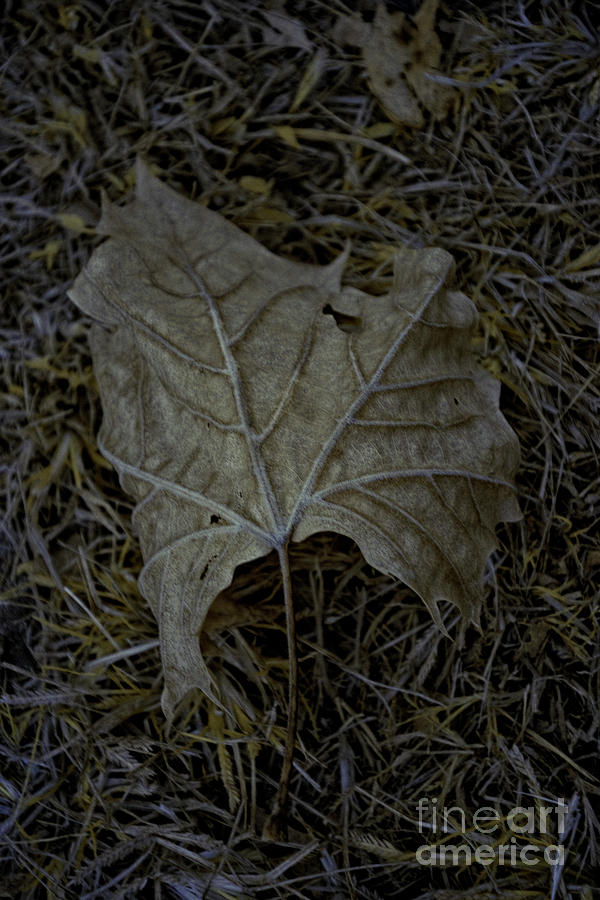 Autumn Leaf Infrared Photograph by FineArtRoyal Joshua Mimbs