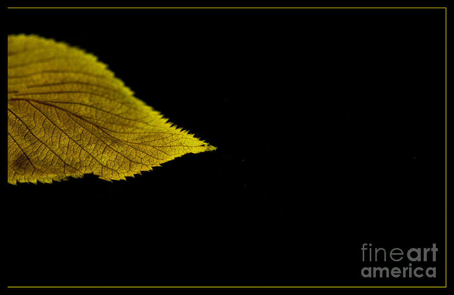 Autumn Leaf Photograph by Eena Bo