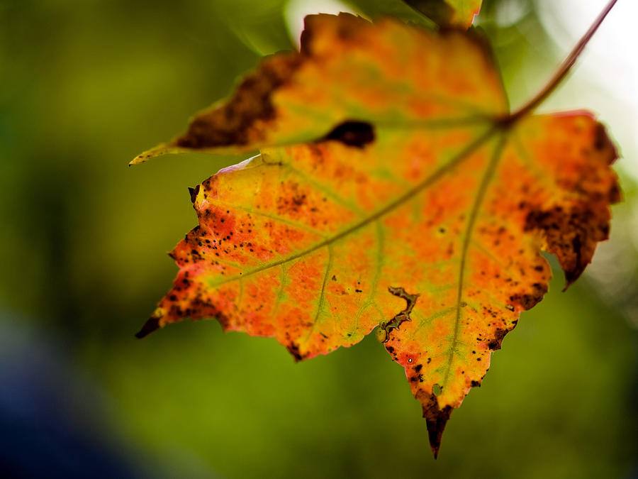 Fall Photograph - Autumn Leaf by Jim DeLillo