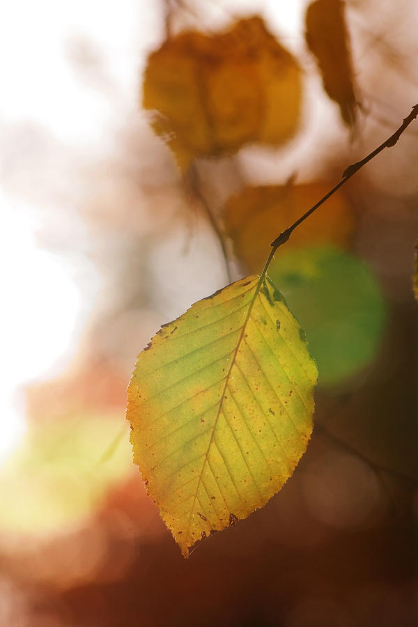 Autumn Leaf Photograph by Marc Huebner