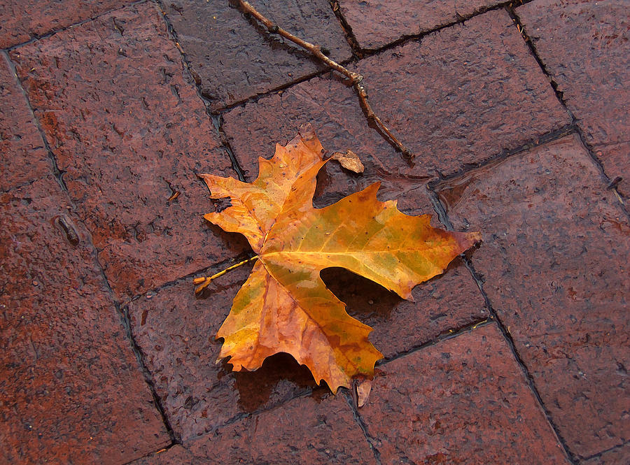 Autumn Leaf on Bricks Photograph by Art Block Collections