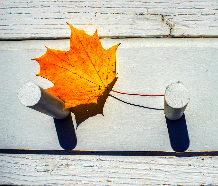 Autumn Leaf On Pegs Photograph by Gary Slawsky