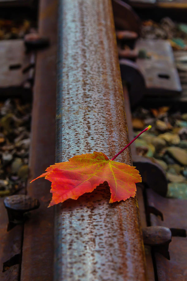 Autumn Leaf On Railroad Tracks Photograph by Garry Gay