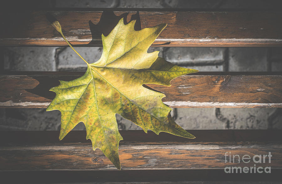 Fall Photograph - Autumn leaf on sidewalk.  by Deyan Georgiev