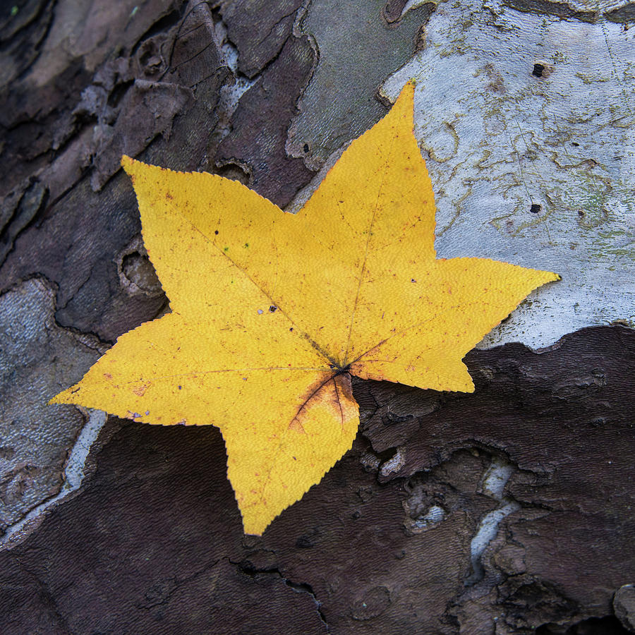 Autumn Leaf On Textured Bark Photograph by Gary Slawsky