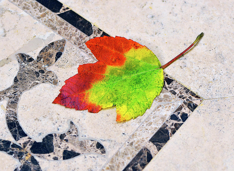 Autumn Leaf on Travertine Photograph by Marie Hicks