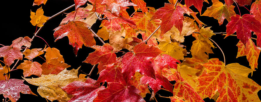 Autumn Leaf Panorama Photograph