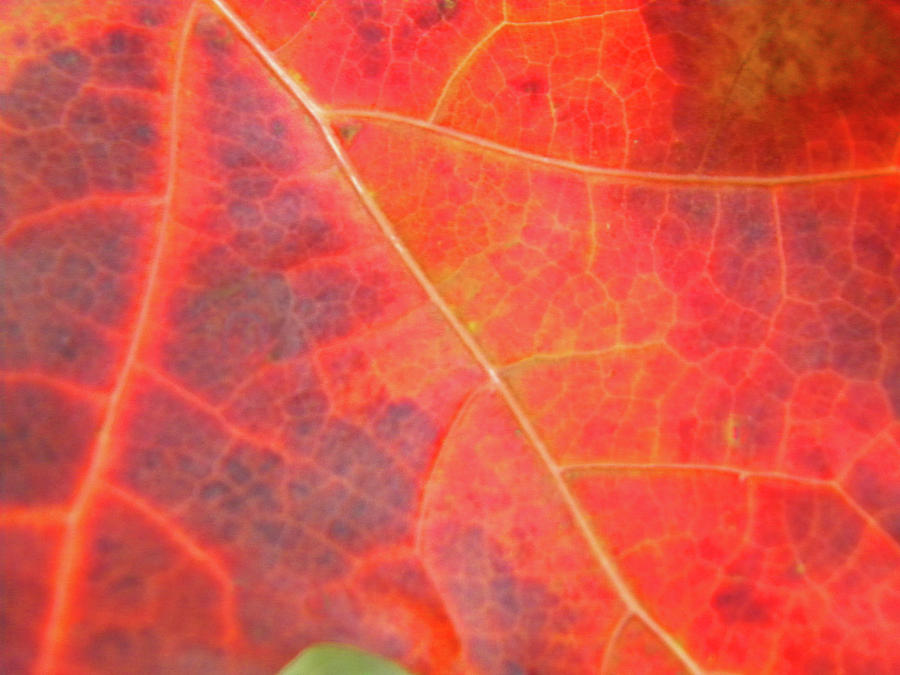 Autumn Leaf Photograph