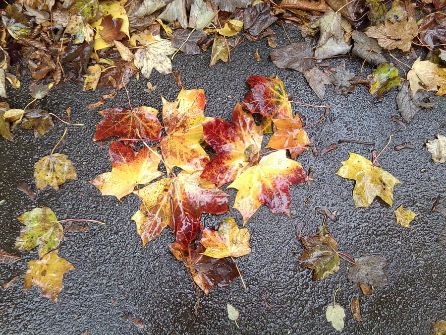 Autumn Leaf Photo 815 Photograph by Julia Woodman