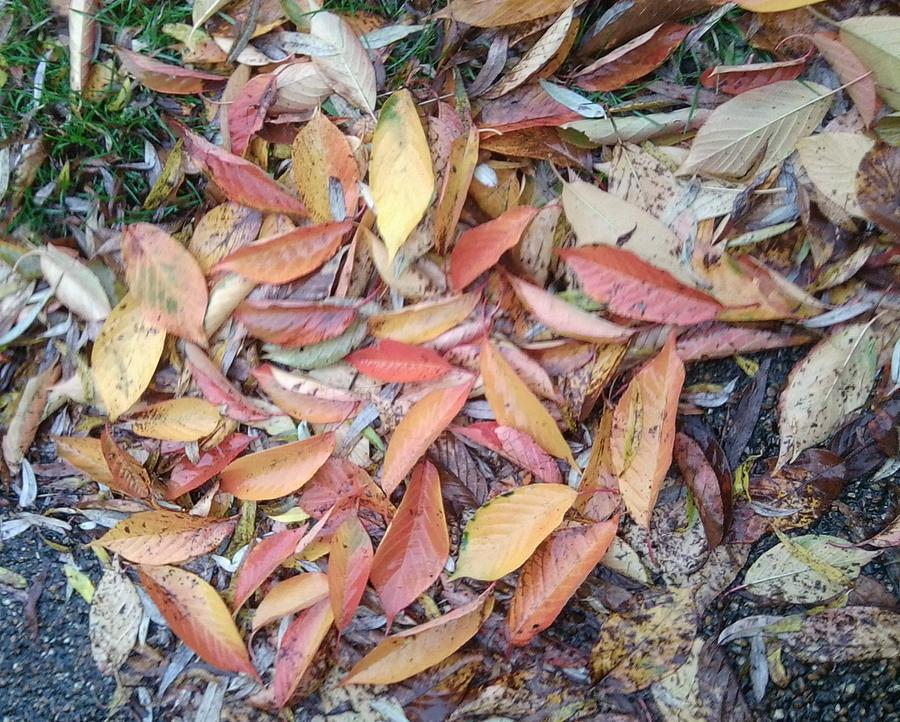 Autumn Leaf Photo 828 Photograph by Julia Woodman