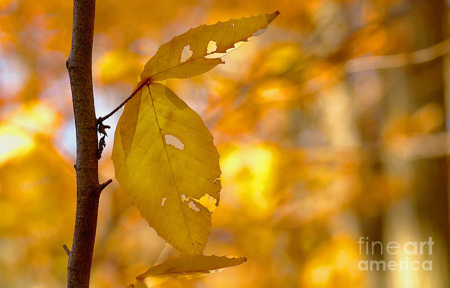 Autumn Leaf Photograph by Raymond Earley