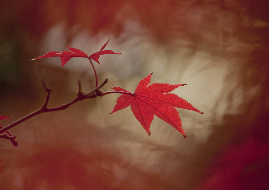 Autumn Leaf - Red Photograph by Gary Hughes