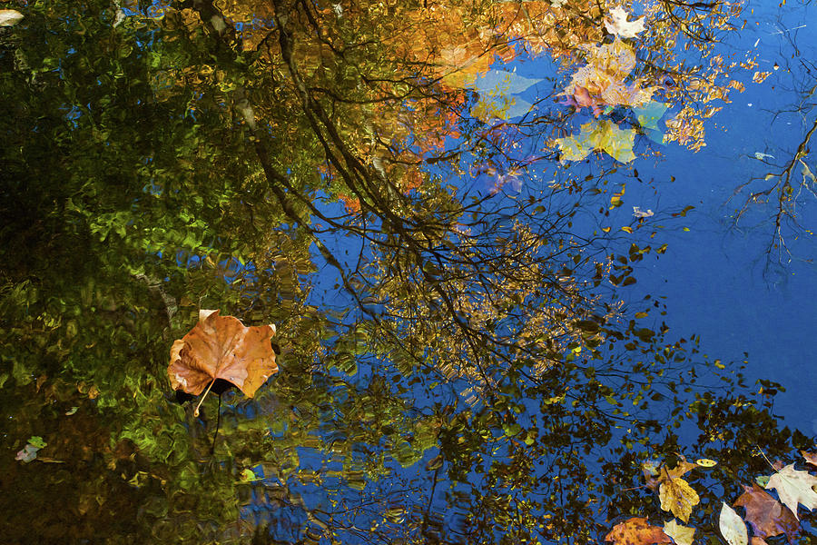 Autumn Leaf Reflections Photograph by Lon Dittrick