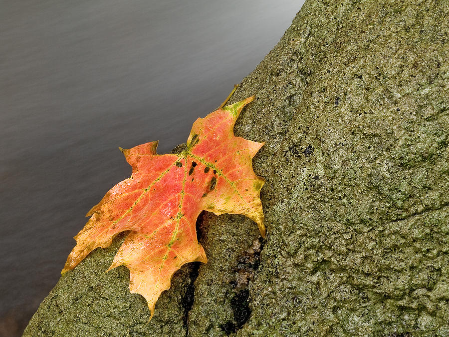 Fall Photograph - Autumn Leaf Study by Jim DeLillo