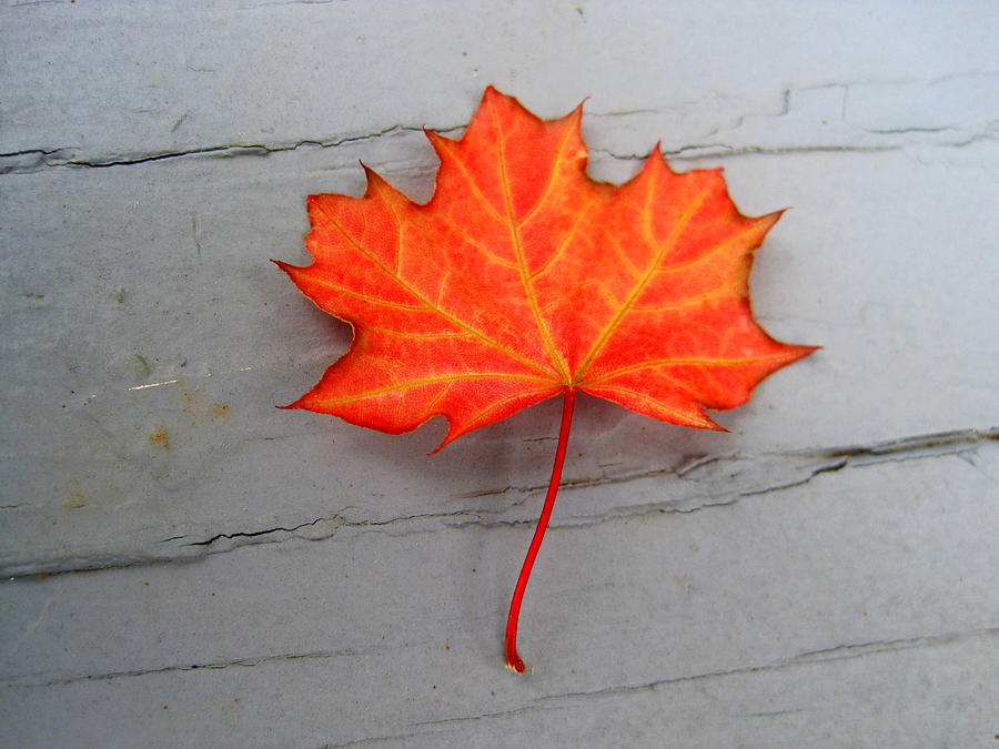 Autumn Leaf Photograph by Suzanne DeGeorge