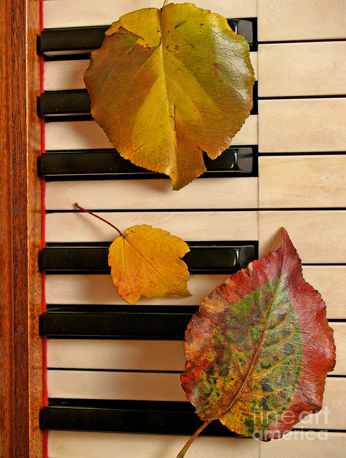 Autumn Leaf Trio on Piano Photograph by Anna Lisa Yoder