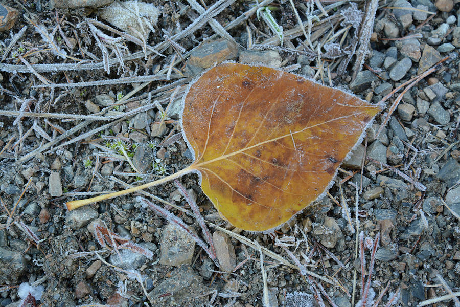Autumn Leaf Photograph by Whispering Peaks Photography