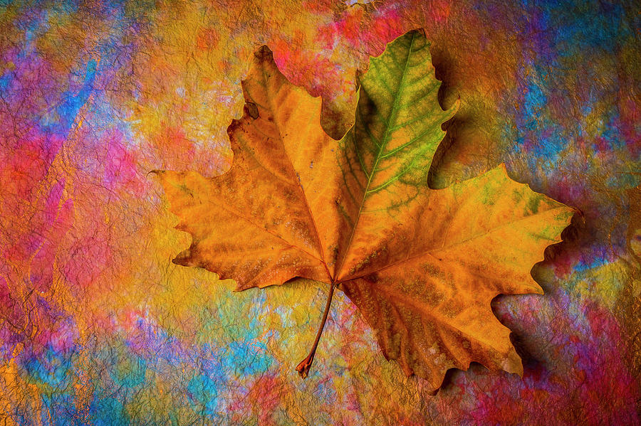 Autumn Leaf Wonderful Colors Photograph by Garry Gay