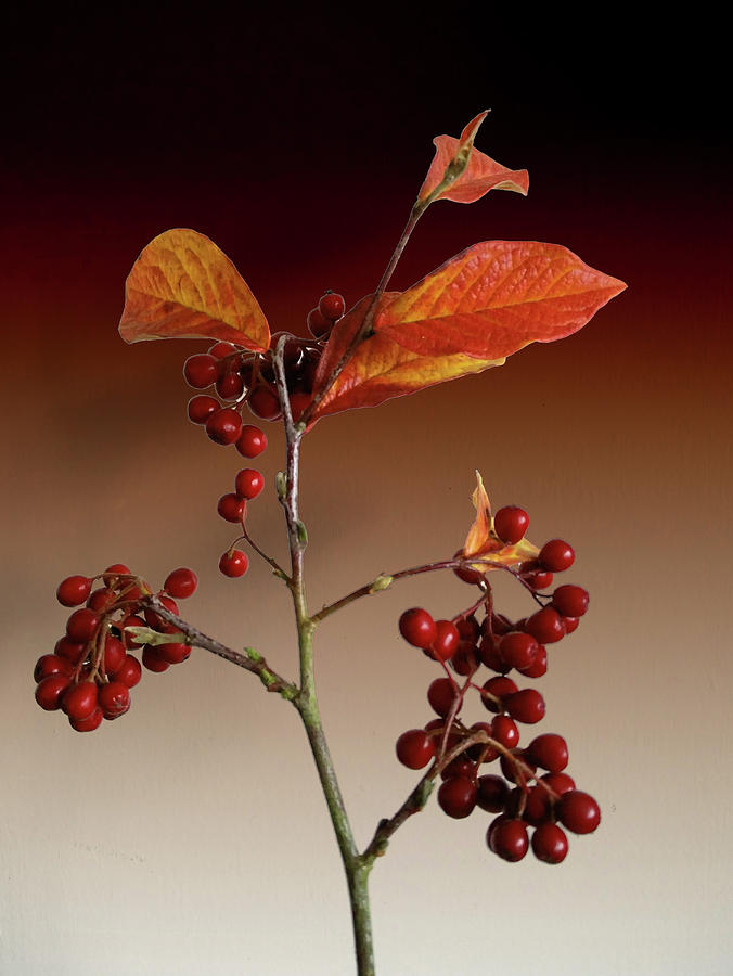 Autumn leafs and red berries Photograph by David French