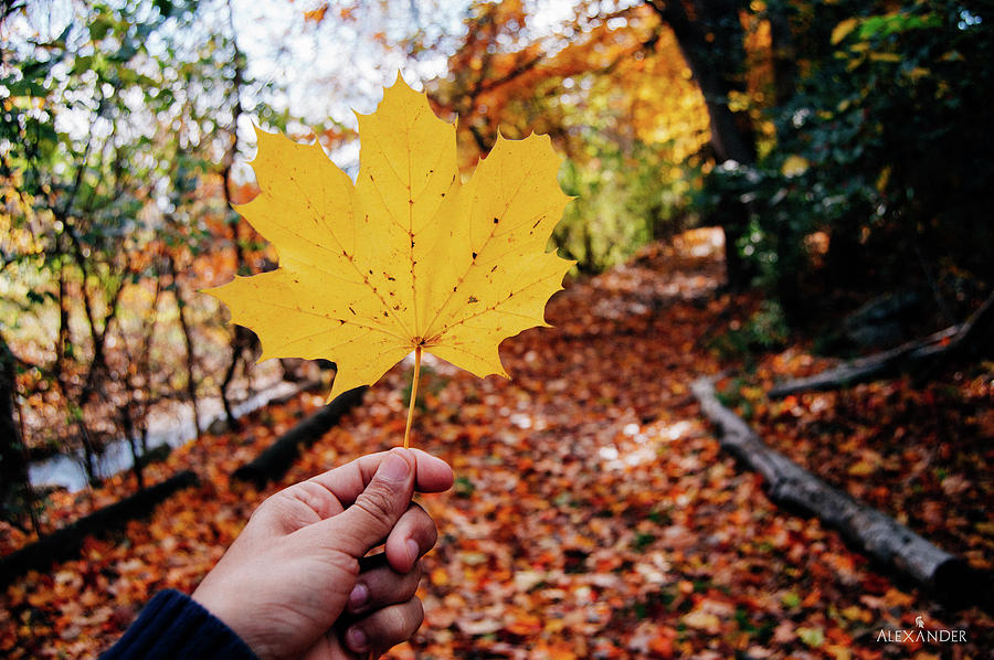 Autumn Leave Photograph