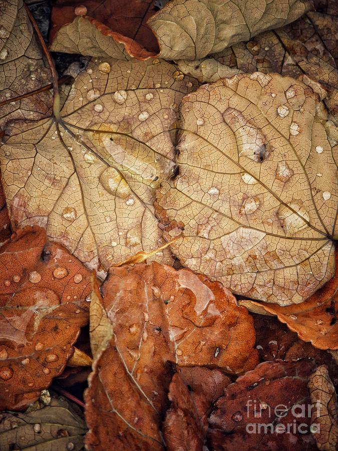 Autumn leaves 1 Photograph by Diana Rajala