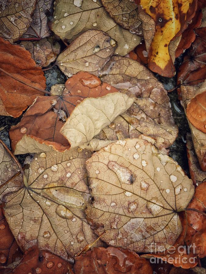 Autumn leaves 3 Photograph by Diana Rajala
