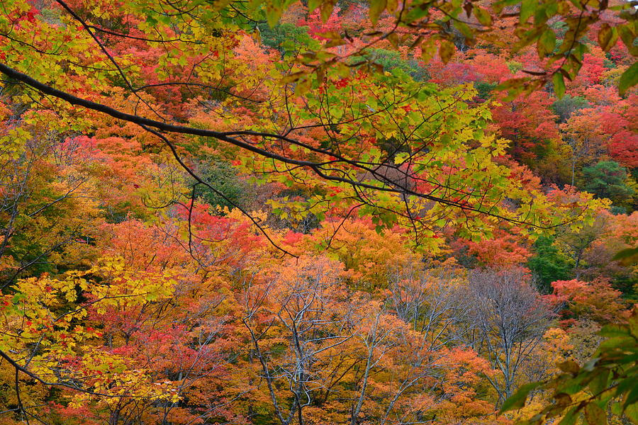 Autumn leaves 3 Photograph by Lauren Emery - Fine Art America