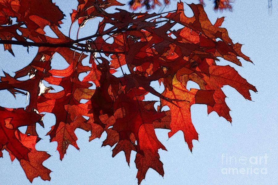 Autumn Leaves 7 Photograph by Jean Bernard Roussilhe