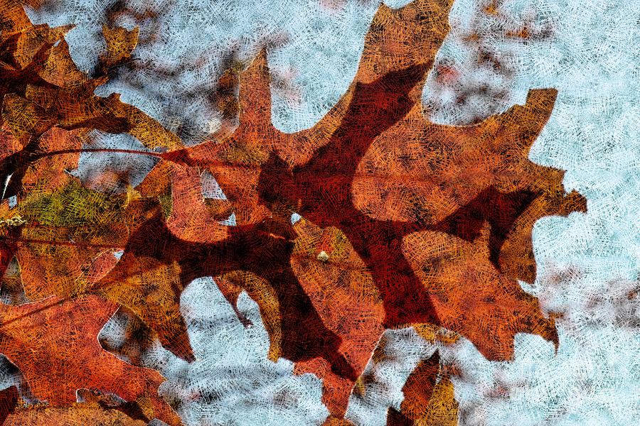 Autumn Leaves 9 Photograph by Jean Bernard Roussilhe