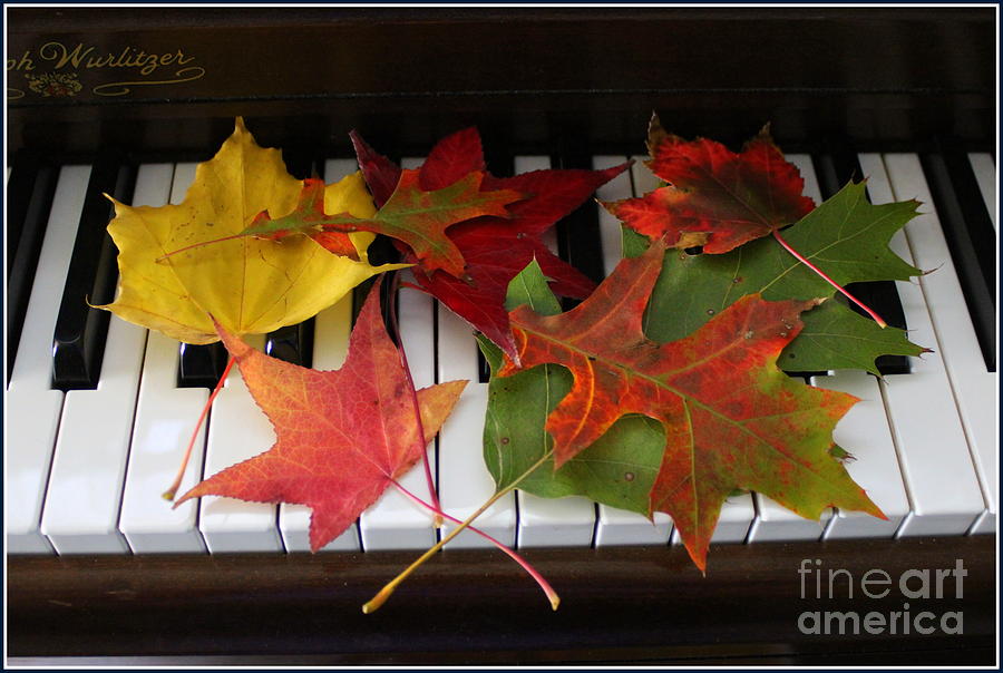 Fall Photograph - Autumn Leaves - A Love Song by Dora Sofia Caputo
