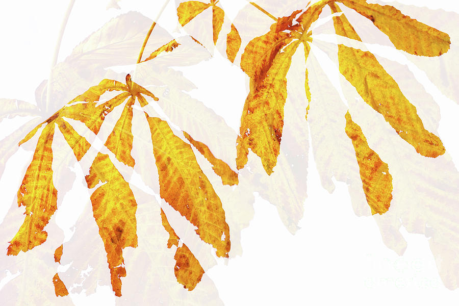 Abstract Photograph - Autumn Leaves Abstract 2 by Natalie Kinnear