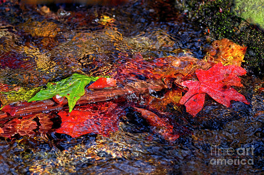 Autumn Leaves Abstract Photograph by Sharon Talson
