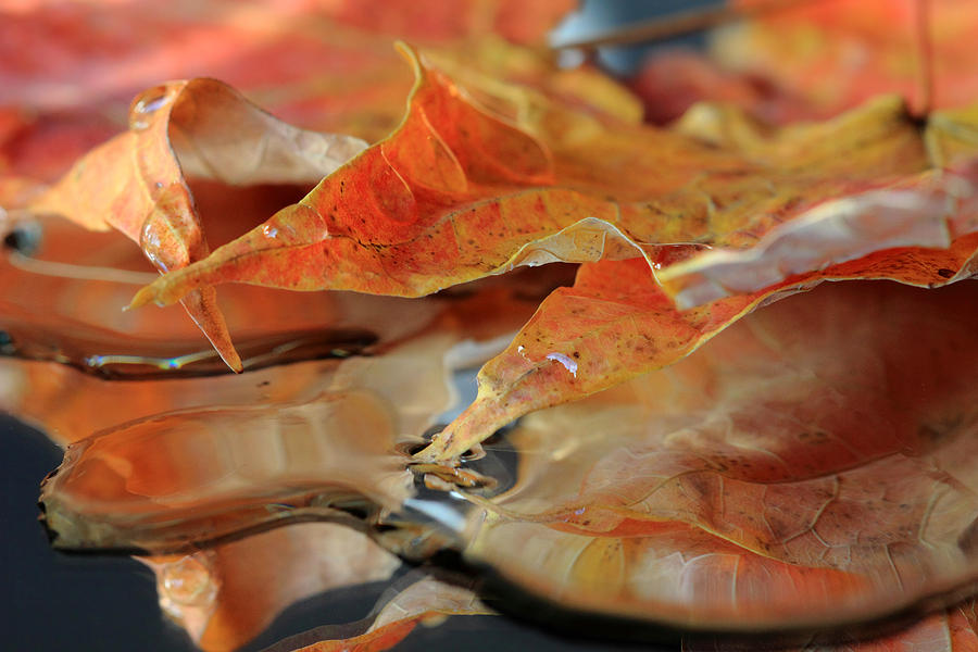 Autumn Leaves After the Rain Photograph by Angela Murdock