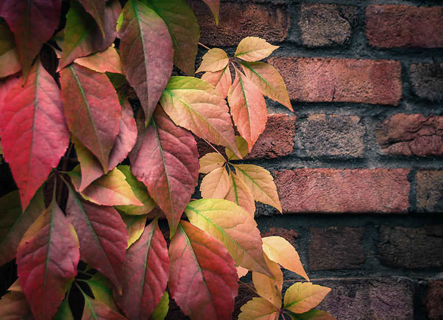 Autumn Leaves Against Brick Wall Photograph by Julie Palencia