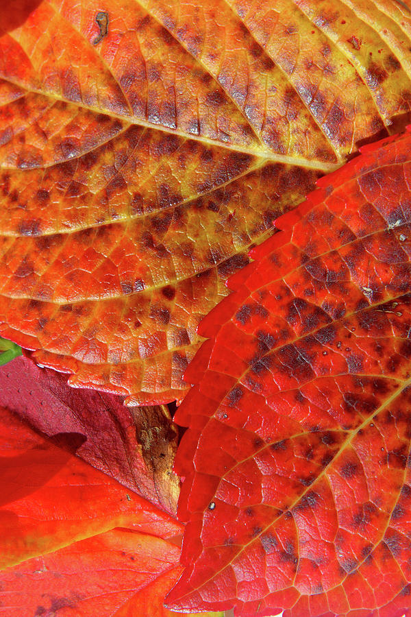 Autumn Leaves Photograph by Aidan Moran