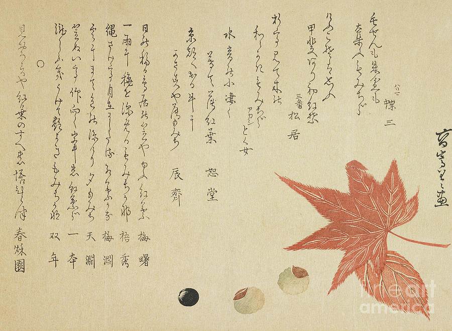 Autumn leaves and nuts Drawing by Ko Sukoku II
