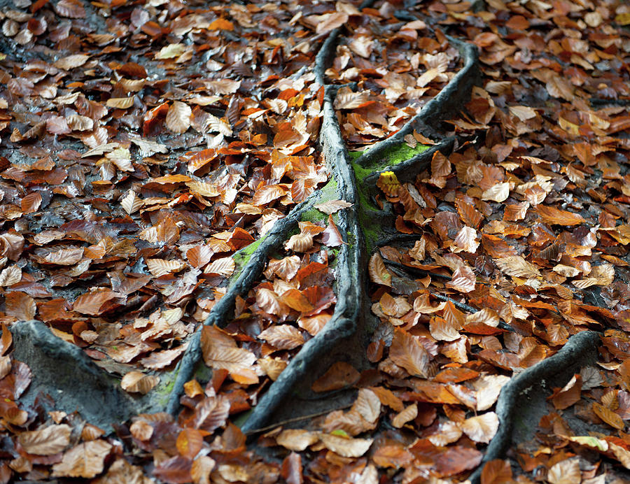 Autumn Leaves and Roots Photograph by Helen Jackson