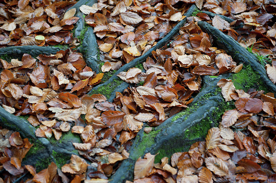 Autumn Leaves and Roots ii Photograph by Helen Jackson
